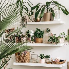 Bright,Authentic,Home,Interior.shelves,With,Indoor,Plants,And,Decor.home,Gardening,urban